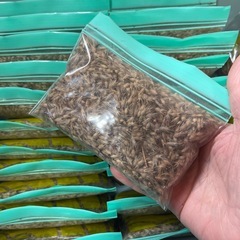 発芽確認済みストロベリー🍓キャンドル　タネ　の画像