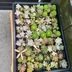 ランキングキーワードに紐づく投稿画像-多肉植物