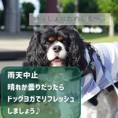 愛犬と楽しむ朝のドッグヨガ　予約不要　500円　6/7,1…