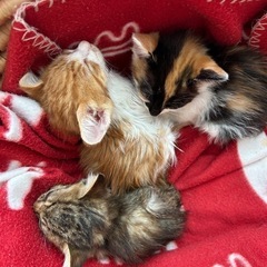 かわいい子猫　3匹