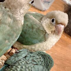 ウロコインコ★ブルーパイナップル♀４号ちゃん