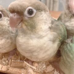ウロコインコ★ブルーパイナップル♀３号ちゃん