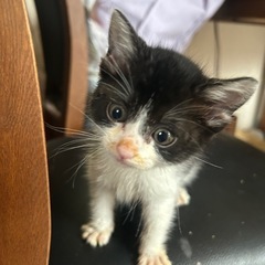 生後約4週間の仔猫！新しい家族を探しています！