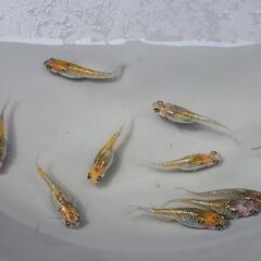 月弓メダカ オス1メス2