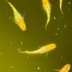 ランキングキーワードに紐づく投稿画像-メダカ
