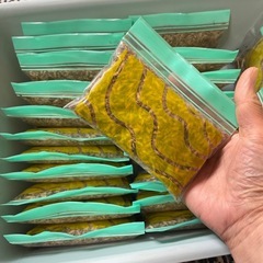 発芽確認済み　ストロベリー🍓キャンドル　タネの画像
