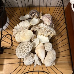 貝殻セット