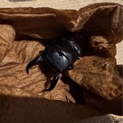サキシマヒラタクワガタ ペア