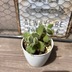 ランキングキーワードに紐づく投稿画像-多肉植物