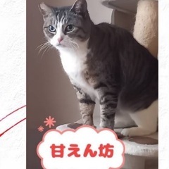 ②キジ白　4姉妹