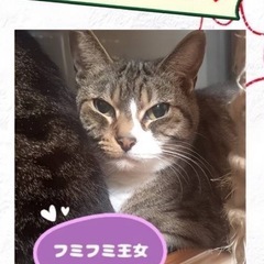 ③キジ白　4姉妹