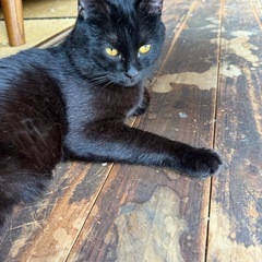(急募)黒猫の里親募集中です。