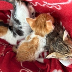 かわいい子猫　3匹