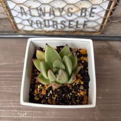 多肉植物　ミランダ