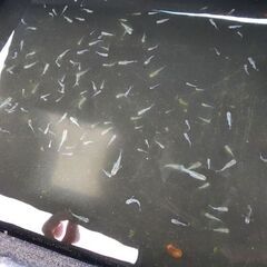 メダカ【緑光ダルマから出たショート体型】の画像