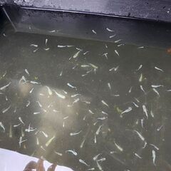 メダカ【緑光ダルマから出たショート体型】