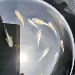 メダカ【閃光ダルマ】の画像