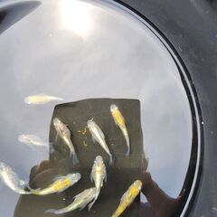 メダカ【閃光ダルマ】