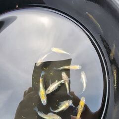 メダカ【閃光ダルマ】の画像