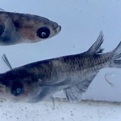 AW02アースアイ（和墨系統）　メダカの画像