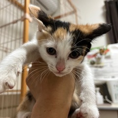 ［里親決定］【さくら】少し怖がりでも人が大好き！ − 福岡県