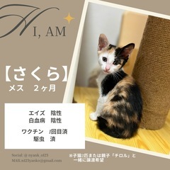 【さくら】少し怖がりでも人が大好き！