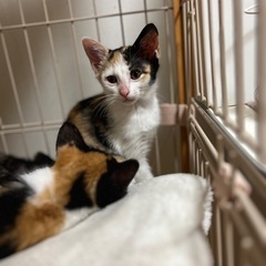 ［里親決定］【さくら】少し怖がりでも人が大好き！ - 猫