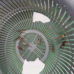 メダカ【烏城三色】の画像