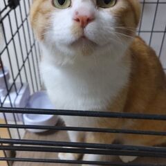 里親募集ฅ^•ω•^ฅ - 日向市