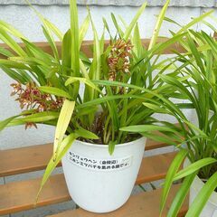 キンリョウヘン（金稜辺）No.5