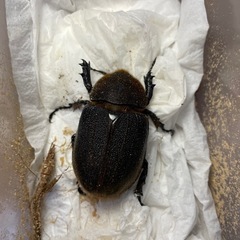 ヘラクレスヘラクレス成虫ペア