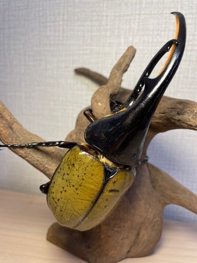 ヘラクレスヘラクレス成虫ペア