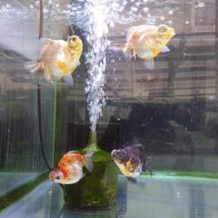 金魚 週末値下げ 出目ダルマST  4匹  珍しい 可愛い出目金...