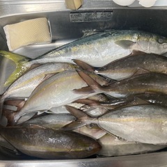 海釣り大洗町　船釣り仲間募集