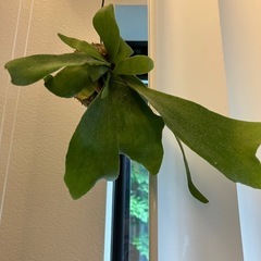 観葉植物　ビカクシダ　苔玉