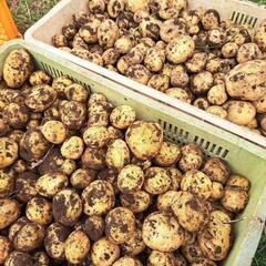 新じゃが🥔きたあかり100g70円
