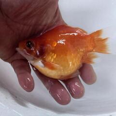金魚 激安値下げ お買い得 玉サバ 2歳 2匹 きんぎょ メダカ 水槽 水草 ビオトープ の画像