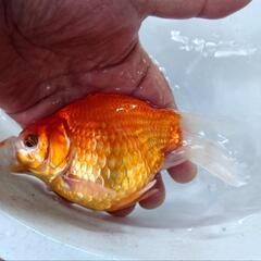 金魚 激安値下げ お買い得 玉サバ 2歳 2匹 きんぎょ メダカ 水槽 水草 ビオトープ の画像