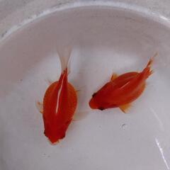金魚 玉サバ 2歳 2匹 きんぎょ メダカ 水槽 水草 ビオトープ 