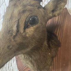 ハンティングトロフィー
の画像