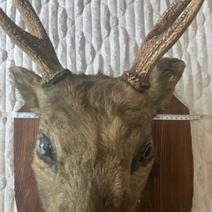 ハンティングトロフィー
の画像