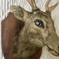 ハンティングトロフィー
の画像