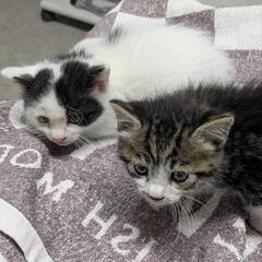 子猫　2匹います！タケとミト🥰