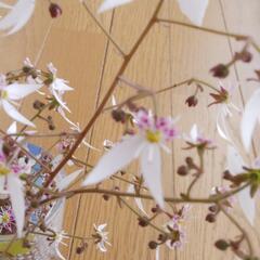 ユキノシタの花　切り花３本の画像