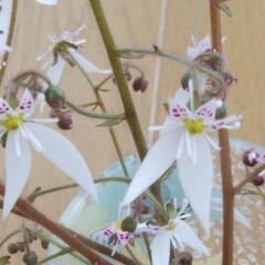 ユキノシタの花　切り花３本の画像