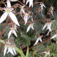 ユキノシタの花　切り花３本の画像