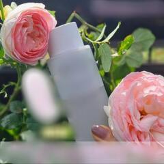 引渡し予定決まりました！大形 バラ ピンク薔薇  苗