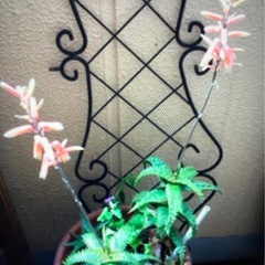 多肉植物🪴の画像