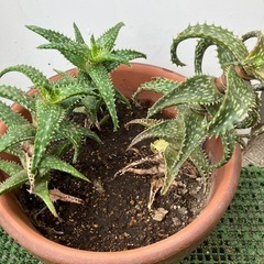 多肉植物🪴の画像