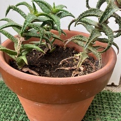 多肉植物🪴の画像